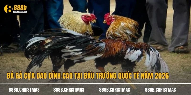 Đá Gà Cựa Dao
