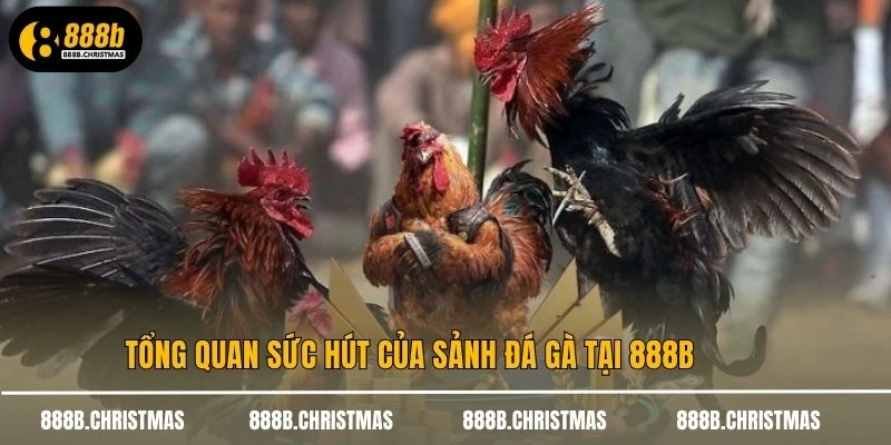 Tổng quan sức hút của sảnh đá gà tại 888B